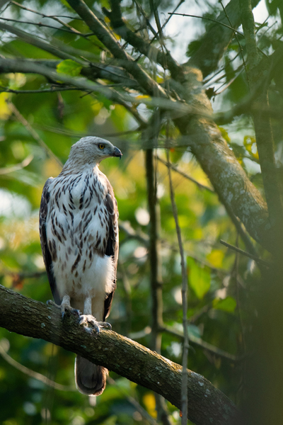 Bird 2