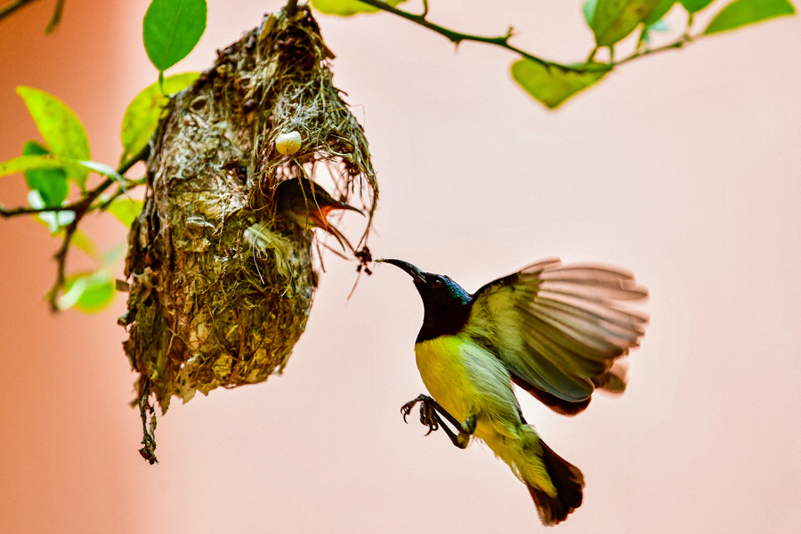 Bird 11