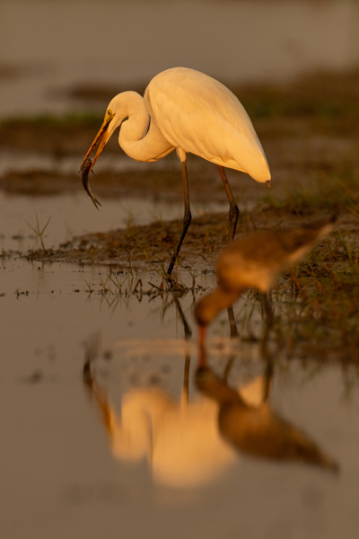 Bird 12