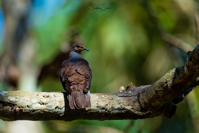 Bird