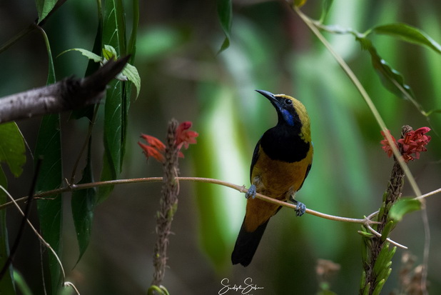 Bird
