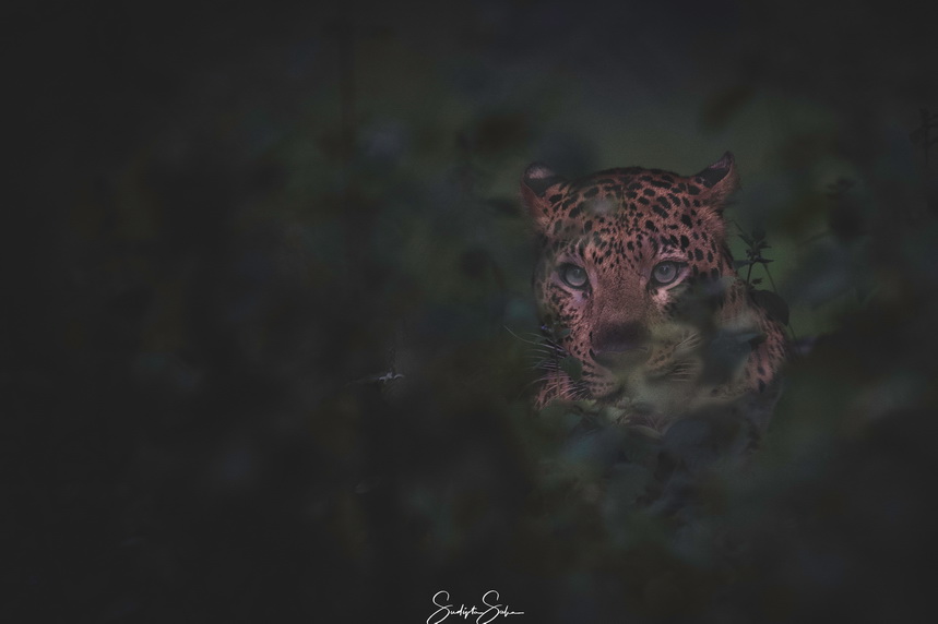 Bigcat