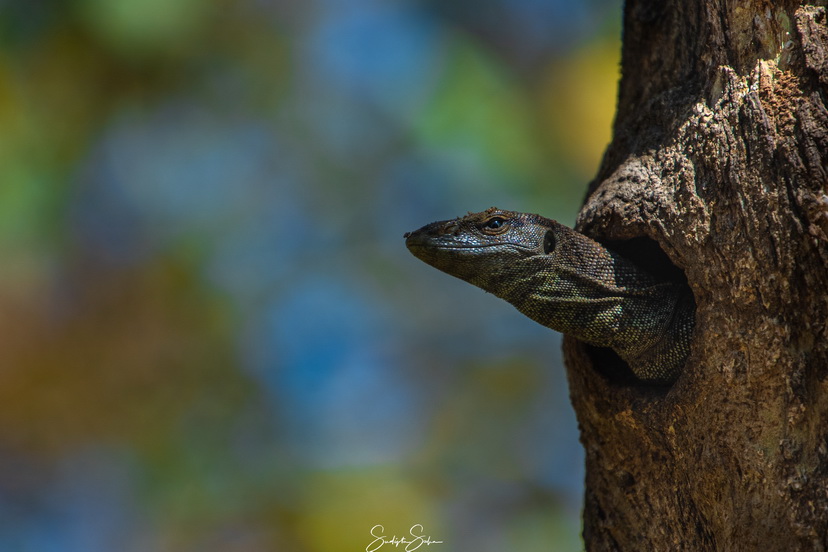 Reptile